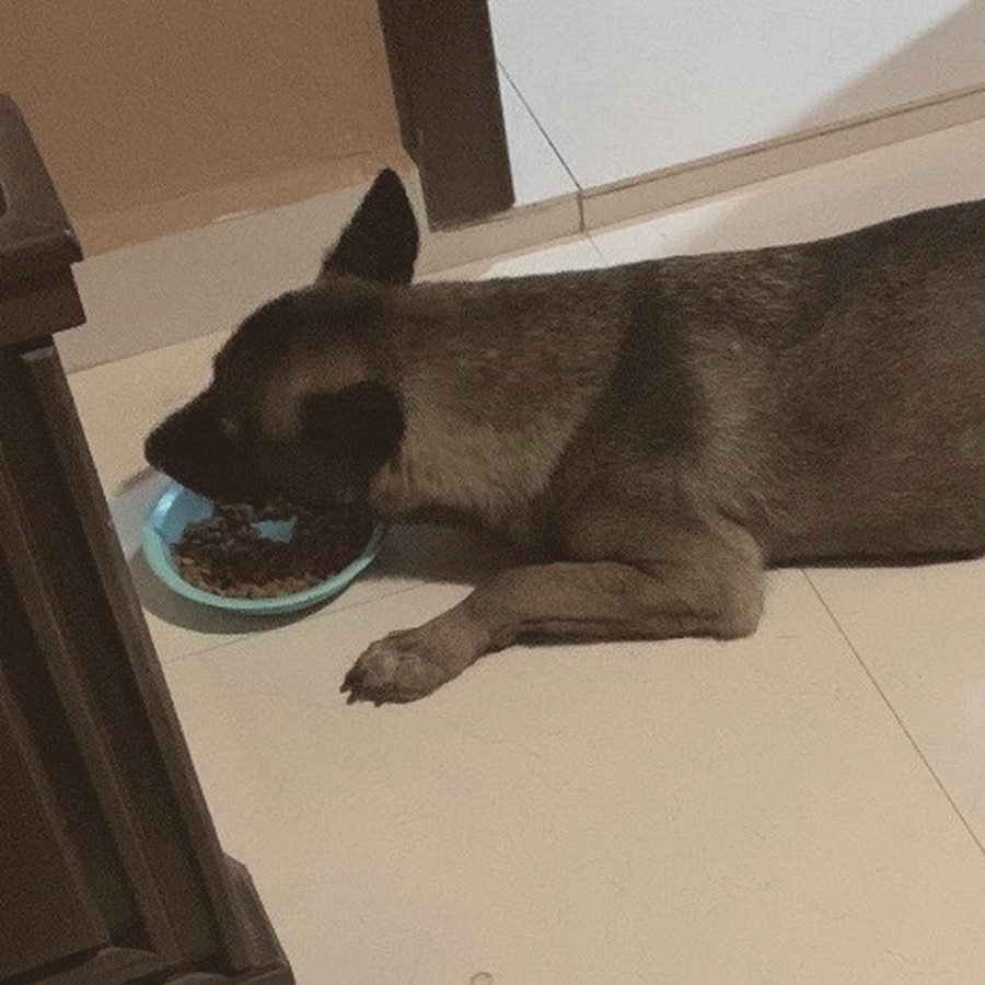 Perro de la manada comiendo de su plato