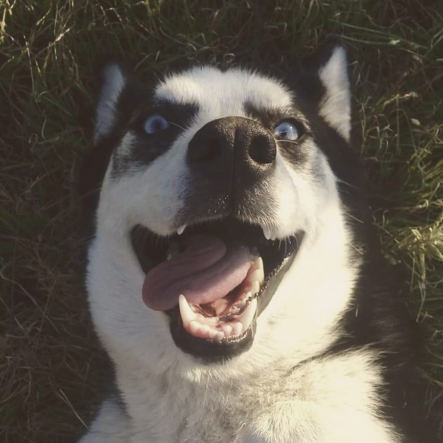 Husky de la manada panza arriba en el pasto