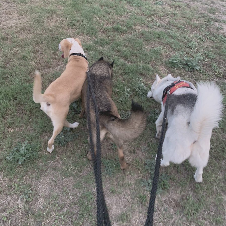 Tres perros de la manada de paseo