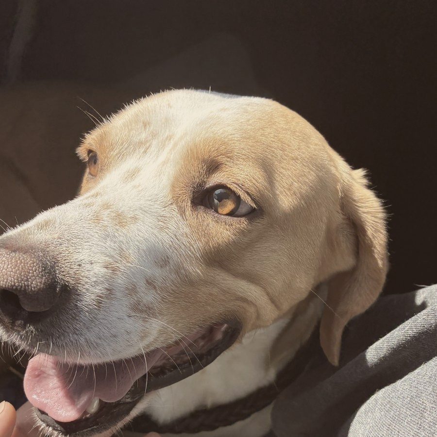 Perrito de la manada sonriendo